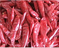Tianjin hot pepper (capsicum frutescens var)